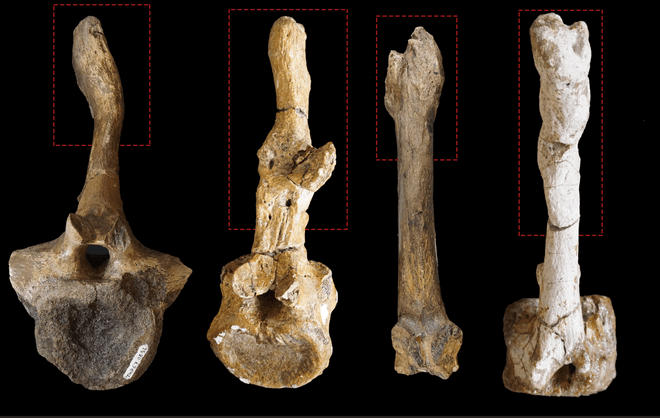 An assortment of broken bones from hadrosaurs against a black background.