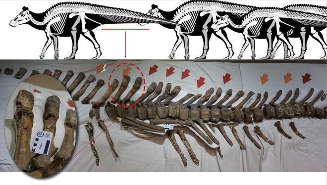 A scale illustration of an Edmontosaurus and an assembly of fossils with fractured vertebrae.