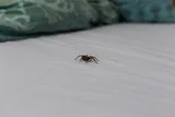 Do you really eat spiders in your sleep? Spider on bed sheets