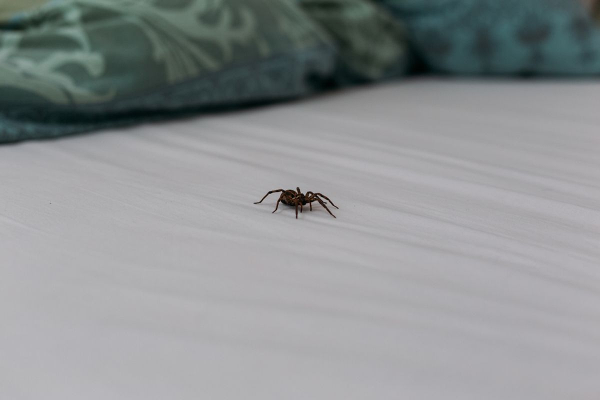 Humans Don&rsquo;t Eat 8 Spiders Per Year in Their Sleep &mdash; Here&rsquo;s How We&rsquo;d Know If We Did