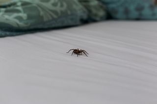 Do you really eat spiders in your sleep? Spider on bed sheets