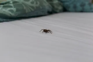 Do you really eat spiders in your sleep? Spider on bed sheets