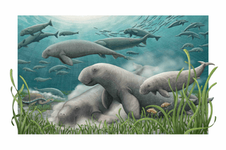 An illustration of foraging sea cow relatives.
