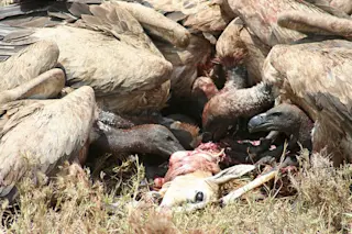 vultures