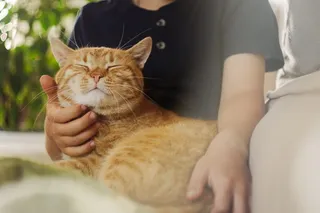 Happy orange purring cat on a lap Happy orange purring cat on a lap