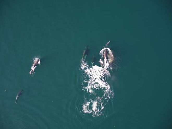 Dolphins hunting with a pod of northern resident killer whales