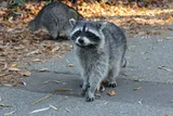 Raccoon walking in the city