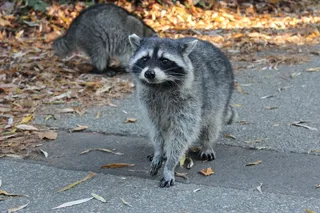 Raccoon walking in the city