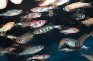 zebrafish in a tank 