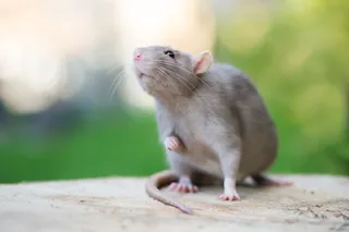 gray rat sniffing the air 