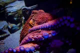 A red and blue octopus underwater at the Birch Aquarium, showing how octopuses change color