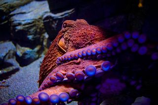 A red and blue octopus underwater at the Birch Aquarium, showing how octopuses change color