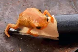orange toadlet on a pencil head