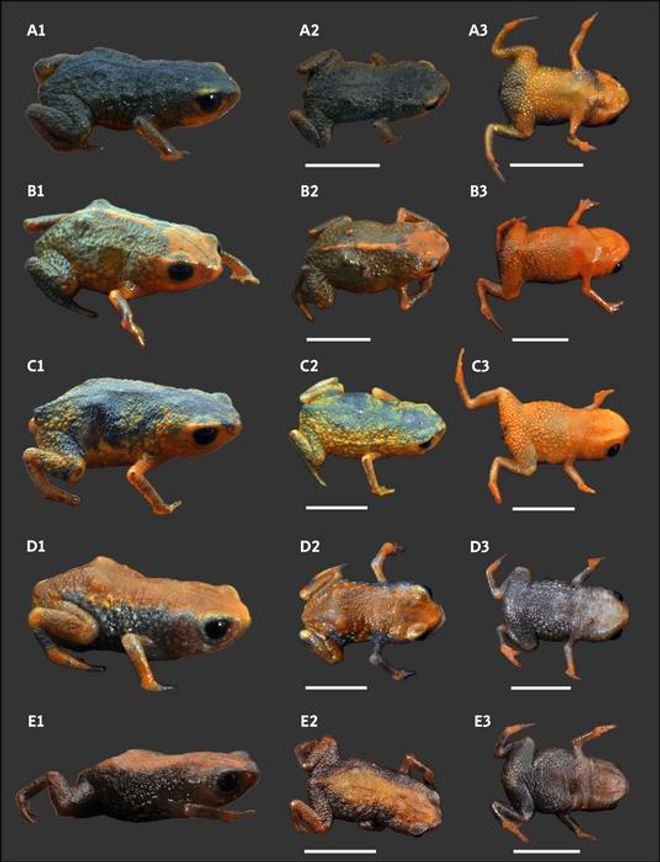 Chart with the variations of pumpkin toadlet species Chart with the variations of pumpkin toadlet species