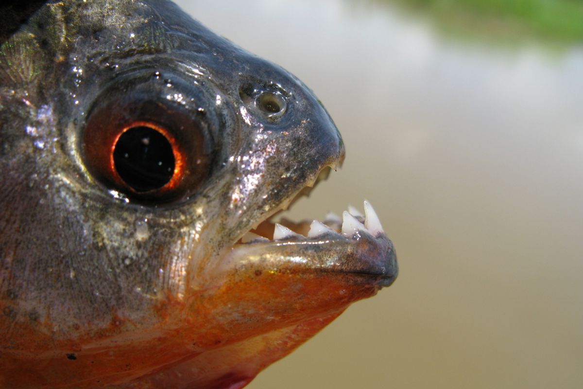The Tiny Black Piranha Has a Bite Force of 70 Pounds — How Is This Possible?