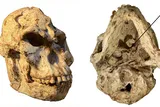 A fossil skull from the outside and inside.