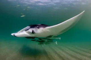 Manta ray swimming with other fish species beneath