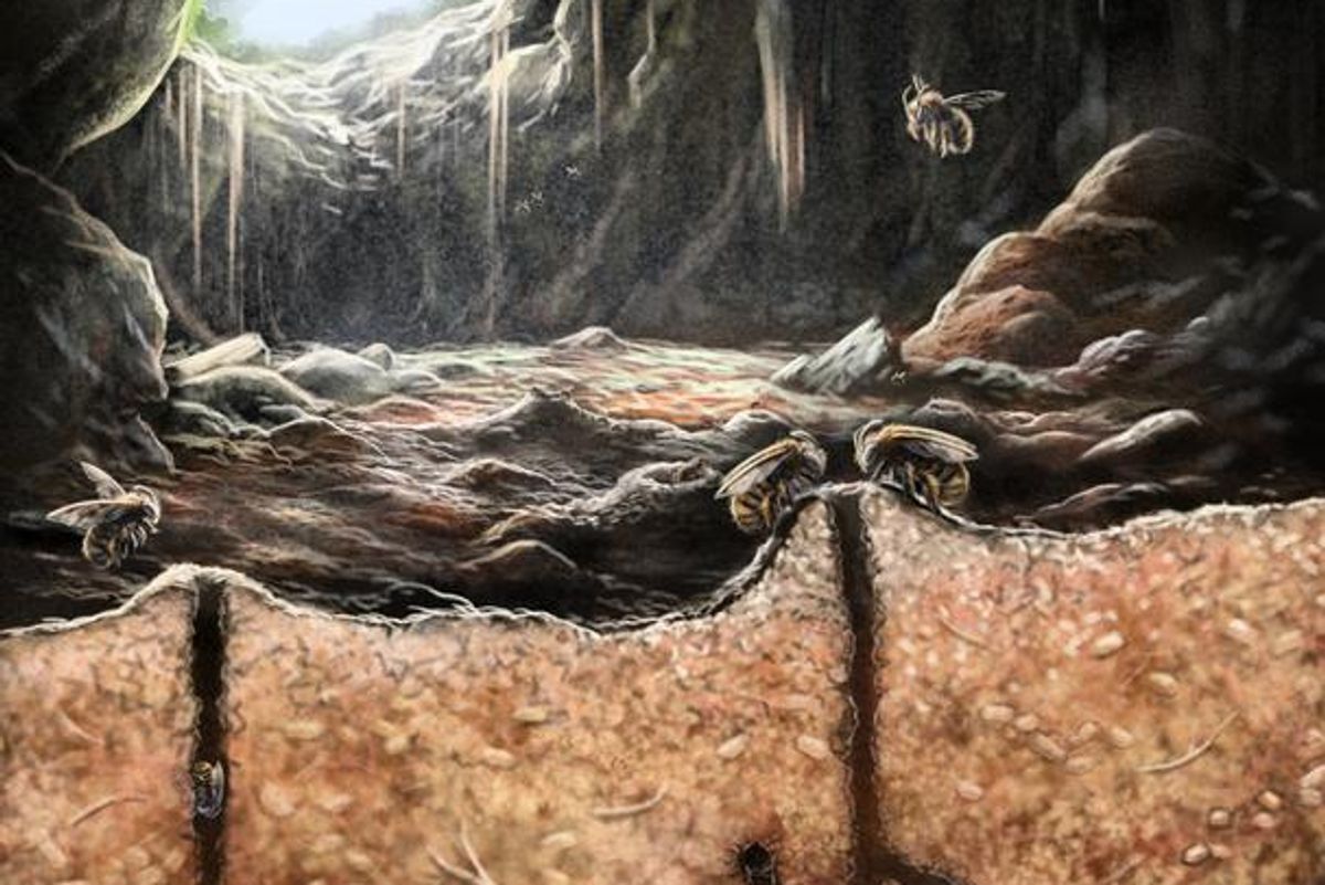 Ancient Bees Found Nested Inside Fossilized Bone — A Behavior Never Seen Before