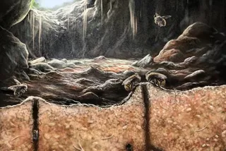 Illustration of ancient bees found nesting inside fossils Illustration of ancient bees found nesting inside fossils