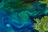 Swirling phytoplankton bloom in the ocean 