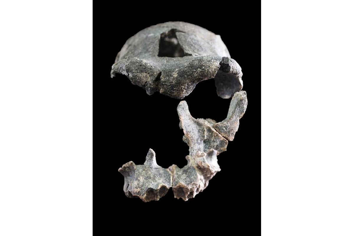 What a 1.5-Million-Year-Old Face Reveals About Early Human Migration