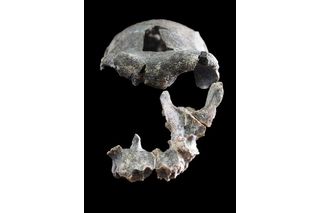 DAN5 fossil cranium, showing 5 major elements