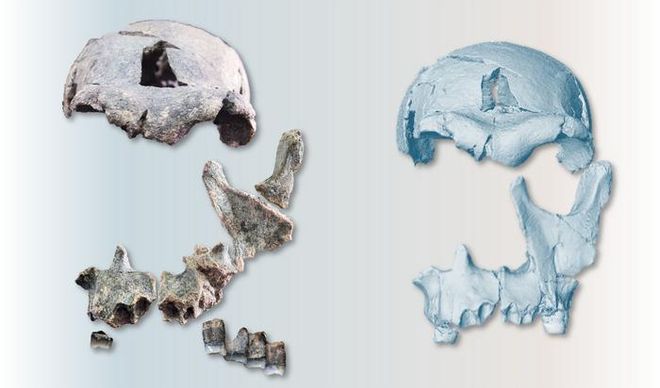 Fossil fragments of human ancestor from the Horn of Africa Fossil fragments of human ancestor from the Horn of Africa