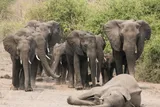 Elephants gathered at a funeral 