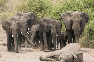 Elephants gathered at a funeral 