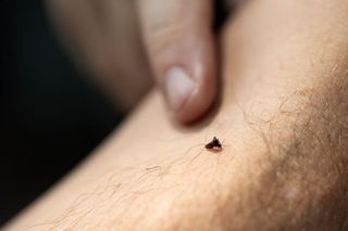 Mosquito feeding on someone's arm at the DeLuca Preserve