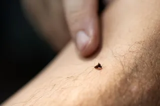 Mosquito feeding on someone's arm at the DeLuca Preserve