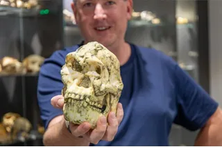 Researcher holding little foot skull Researcher holding little foot skull