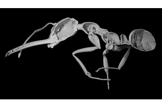Reconstruction of an ant worker's exoskeleton