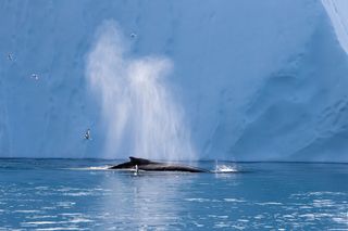 Whale blowing air in the Arctic ocean