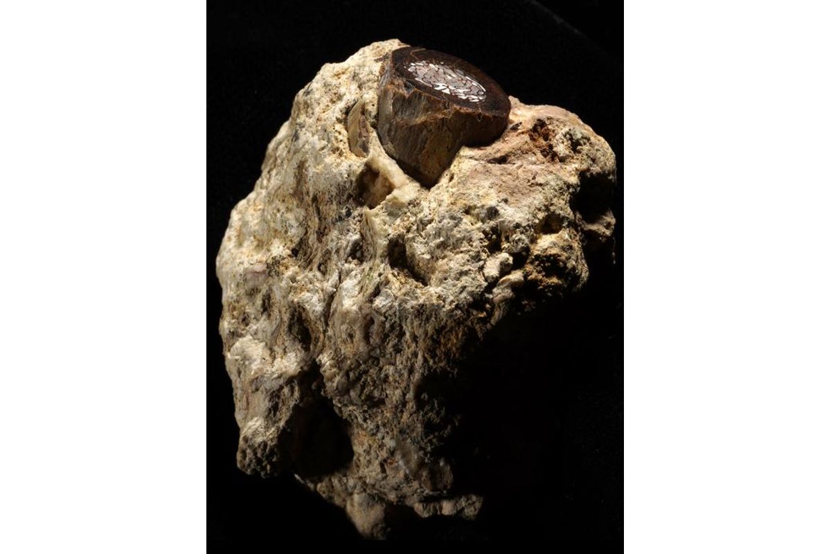 Hidden Molecules in Animal Fossil Reveal How the Ancient World Looked