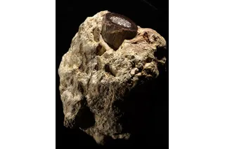 Antelope bone in a rock fragment 