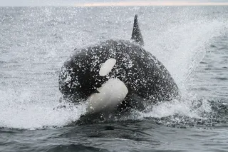 Killer whale jumping out of the water, hunting salmon Killer whale jumping out of the water, hunting salmon