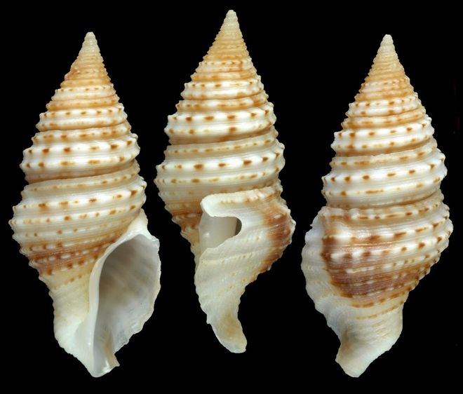 Venomous deep-sea snail, named Turridrupa magnifica
