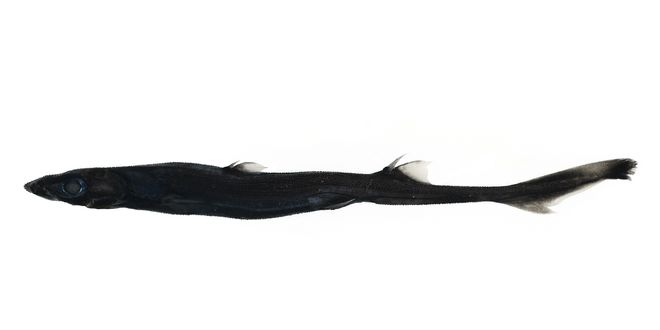 West Australian Lanternshark