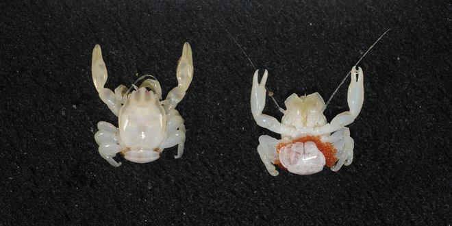 Porcelain crab, Porcellanella brevidentata