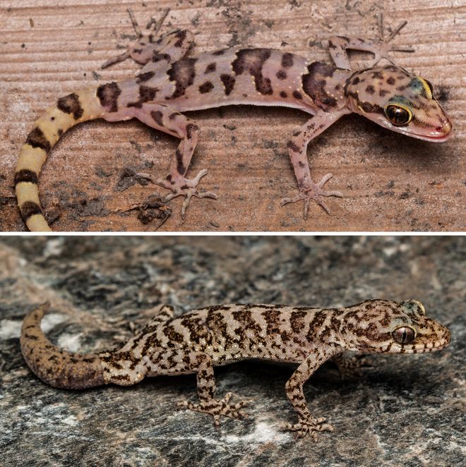 Bent-toed geckos, Cyrtodactylus himachalensis and Cyrtodactylus shivalikensis