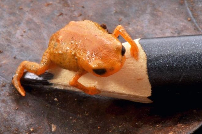 Tiny pumpkin toadlet named Brachycephalus lulai on top of a pencil tip