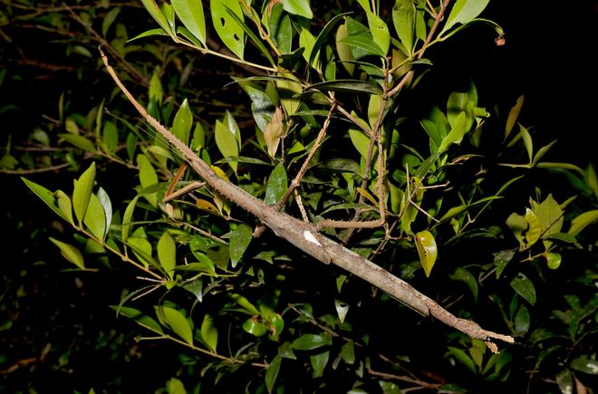 Giant stick insect, Acrophylla alta