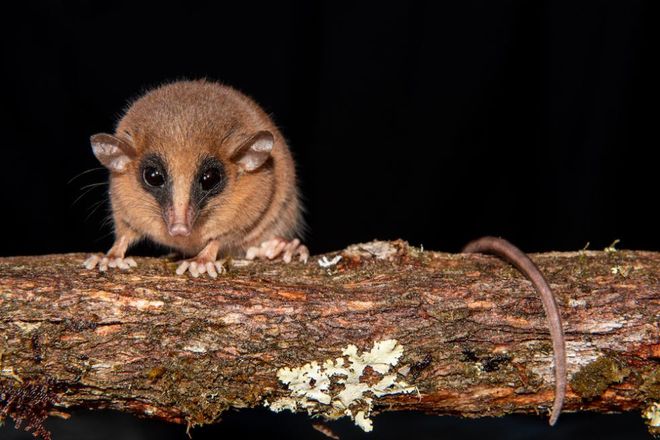 Mouse opossum, Marmosa chachapoya