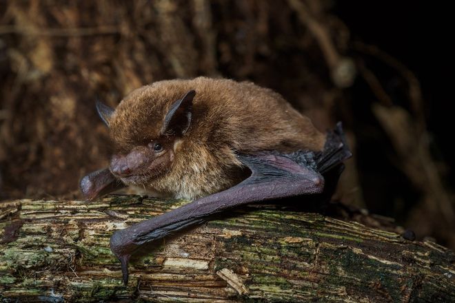 1500th bat species, Pipistrellus etula