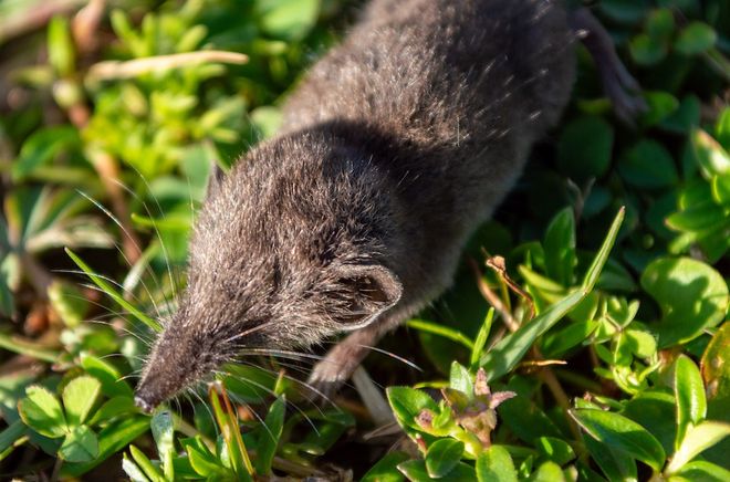 Ethiopian shrew, Crocidura stanleyi