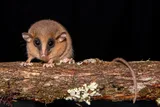 New species, mouse opossum, Marmosa chachapoya