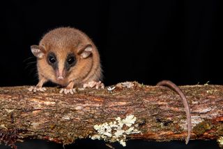 New species, mouse opossum, Marmosa chachapoya