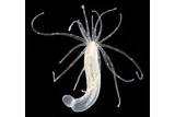Ancient sea anemone, Nematostella vectensis