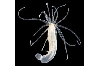 Ancient sea anemone, Nematostella vectensis